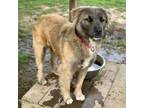 Adopt Gravy Boat a Great Pyrenees, Shepherd