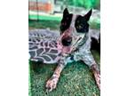 Adopt BLAZE a Australian Cattle Dog / Blue Heeler