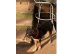 Adopt Rascal a Black and Tan Coonhound, Miniature Bull Terrier