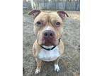 Adopt Travis a Pit Bull Terrier