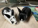 Adopt Maverick and Luna a Bunny Rabbit