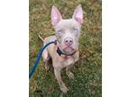 Adopt Pupperoni a Pit Bull Terrier