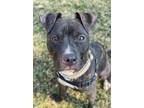 Adopt Valley a Pit Bull Terrier