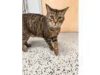 Adopt Armani & Ralph *pair* a Domestic Short Hair