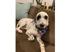 Adopt Chinook a Irish Setter, Poodle