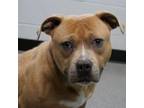 Adopt Scotty a Pit Bull Terrier