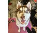 Adopt Berlin a Husky