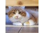 Adopt Chessie a Domestic Short Hair