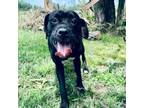 Adopt Shadow a Boxer, Black Labrador Retriever