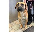 Adopt Buster a Black Mouth Cur
