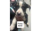 Adopt Finley a Boxer