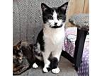 Adopt Oreo Cookie a Domestic Short Hair