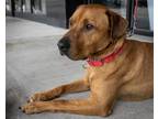 Adopt Chilli a Labrador Retriever