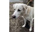 Adopt Connor a Great Pyrenees, Labrador Retriever