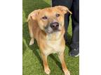 Adopt ATREYU a German Shepherd Dog, Mixed Breed