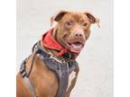 Adopt Echo a Chocolate Labrador Retriever, Pit Bull Terrier