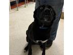 Adopt Ace fka Harlow a Labrador Retriever