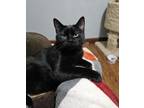 Adopt Jett a Domestic Short Hair