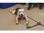 Adopt Arnold a Pit Bull Terrier, Mixed Breed