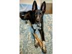 Adopt Hutch Lonestar a Labrador Retriever, Cattle Dog