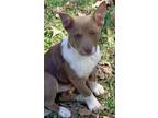Adopt Crockett Lonestar a Australian Cattle Dog / Blue Heeler, Cattle Dog
