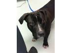 Adopt TOAST a Pit Bull Terrier, Mixed Breed