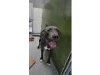 Adopt T'CHALLA a Pit Bull Terrier