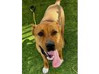 Adopt FRANCIS a Pit Bull Terrier, Mixed Breed