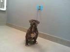 Adopt SQUIRT a Pit Bull Terrier