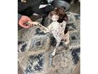 Adopt Bo a German Shorthaired Pointer