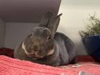 Adopt Hopper a Bunny Rabbit