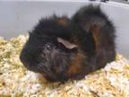 Adopt Jet a Guinea Pig