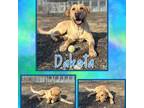 Adopt Dakota a Yellow Labrador Retriever