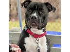 Adopt Brimley a Pit Bull Terrier