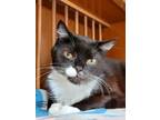 Adopt Clark a Domestic Short Hair