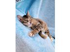 Adopt Grant a Domestic Short Hair