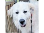 Adopt Tucker in LA - Gets Along with Everyone! a Great Pyrenees