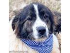 Adopt Shadow in NC - Gives Gentle Hugs! a Great Pyrenees