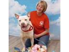 Adopt Frosty a Terrier, Dogo Argentino