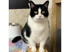 Adopt Simon a Domestic Short Hair