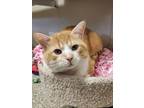 Adopt Abe a Domestic Short Hair