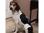 Adopt 24-037 Available 2-20-24 a Treeing Walker Coonhound