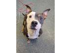 Adopt BACON a Pit Bull Terrier