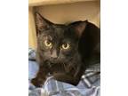 Adopt Bradley a Domestic Short Hair