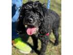 Adopt Palmer a Spaniel, Poodle