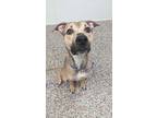 Adopt Duke a Boxer, Mixed Breed