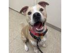 Adopt Rockstar A0055233742 a Mixed Breed, Pit Bull Terrier