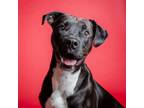 Adopt Forest a Pit Bull Terrier