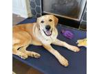 Adopt MONTE a Labrador Retriever