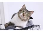 Adopt Nils a Domestic Short Hair